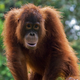 Illustration for article titled Put Down The iPad And Go Shave An Ape! 6 Awesome Things ’90s Kids Grew Up Doing To Orangutans That Kids Today Are Totally Missing Out Onem/em